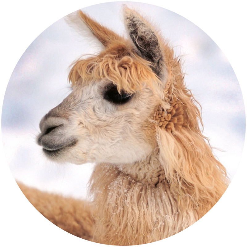 Alpaca inlegzool
